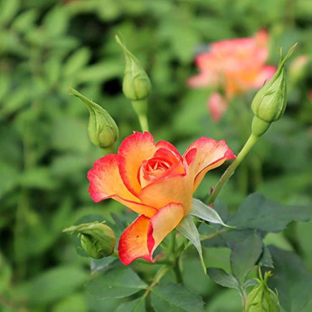 リビジョン ラババン バラ売り 希少種あり オールドローズ四季咲き大苗 シャンプニーズピンククラスター